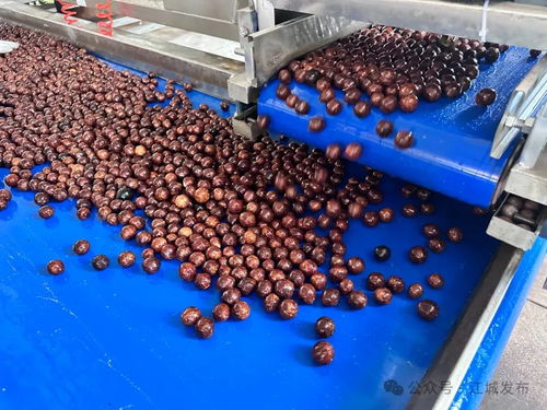 普洱江城堅果加工廠投入運營，氫氟酸應(yīng)用引關(guān)注